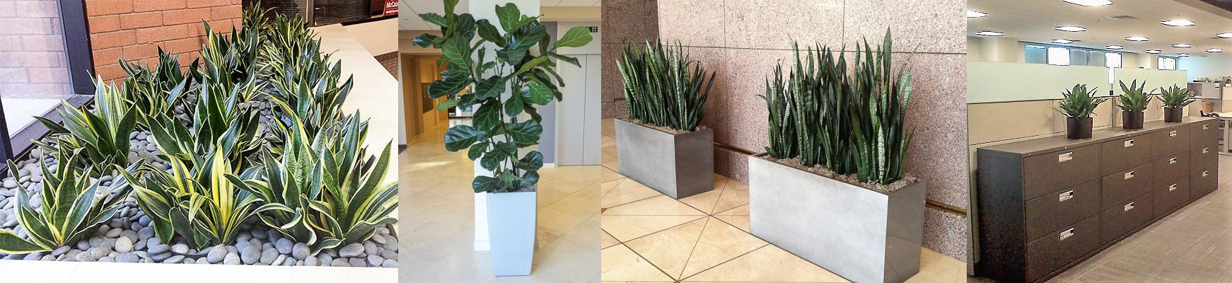 Living Plants for Offices & Lobbies Phoenix area