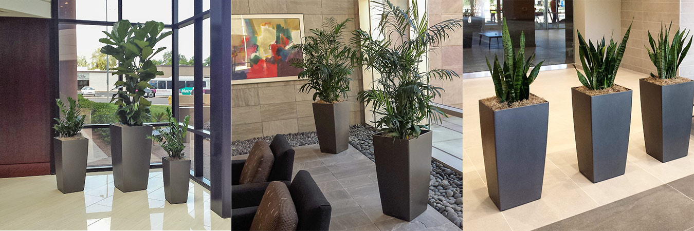 Interior Plantscape Services Plant Design & Maintenance for Offices and Building Lobbies in Phoenix area